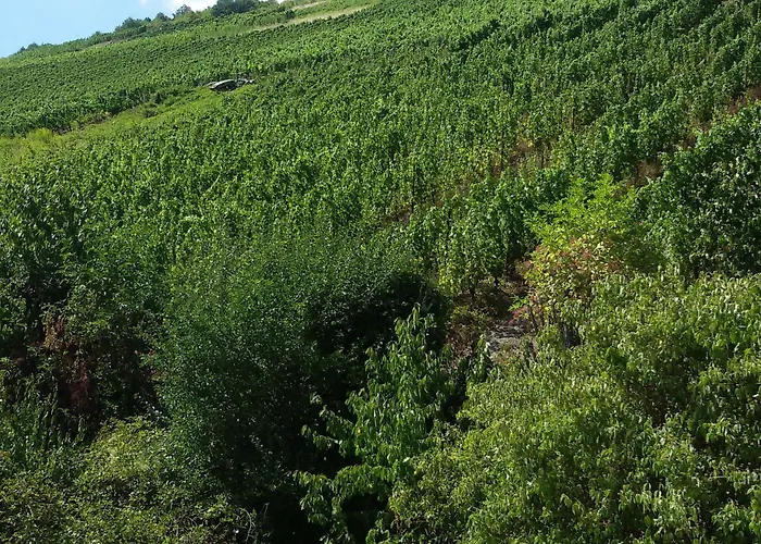 Winzerhaus Бахарах