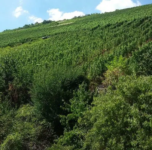 Winzerhaus Гостевой дом Бахарах